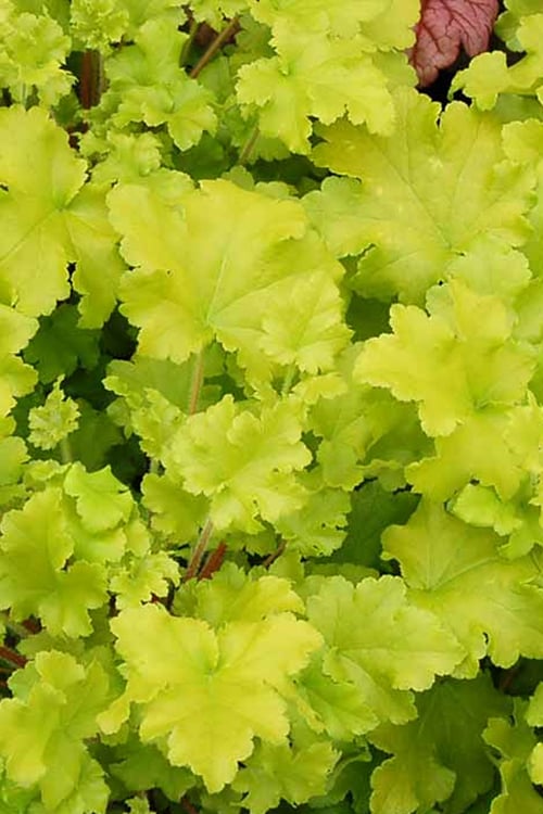  Twist Of Lime Heuchera (Coral Bells ) - 10 Pack Of Quart Pots