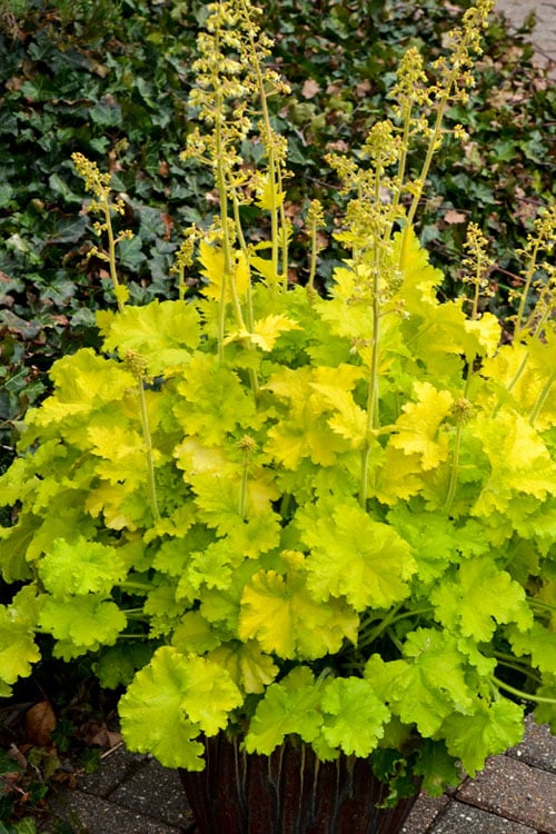  Twist Of Lime Heuchera (Coral Bells ) - 10 Pack Of Quart Pots