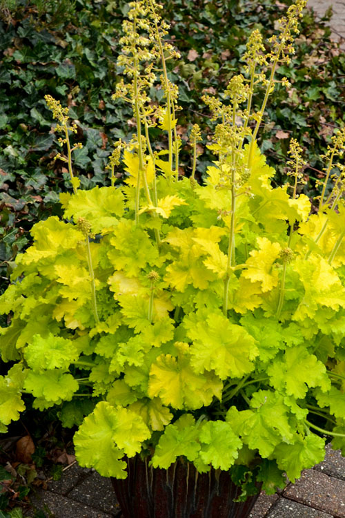  Twist Of Lime Heuchera (Coral Bells ) - 10 Pack Of Quart Pots