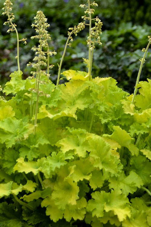  Twist Of Lime Heuchera (Coral Bells ) - 1 Gallon Pot