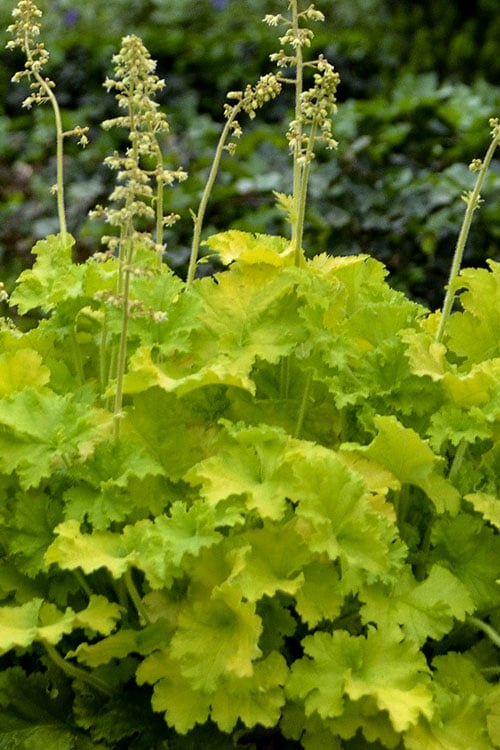  Twist Of Lime Heuchera (Coral Bells ) - 10 Pack Of Quart Pots