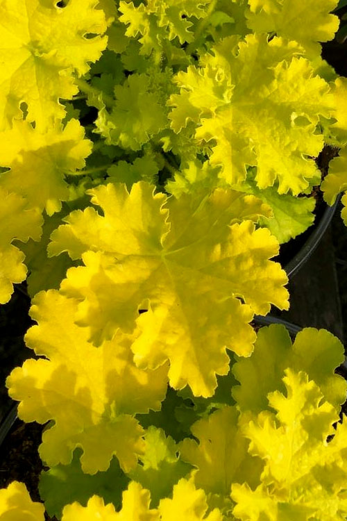  Twist Of Lime Heuchera (Coral Bells ) - 1 Gallon Pot