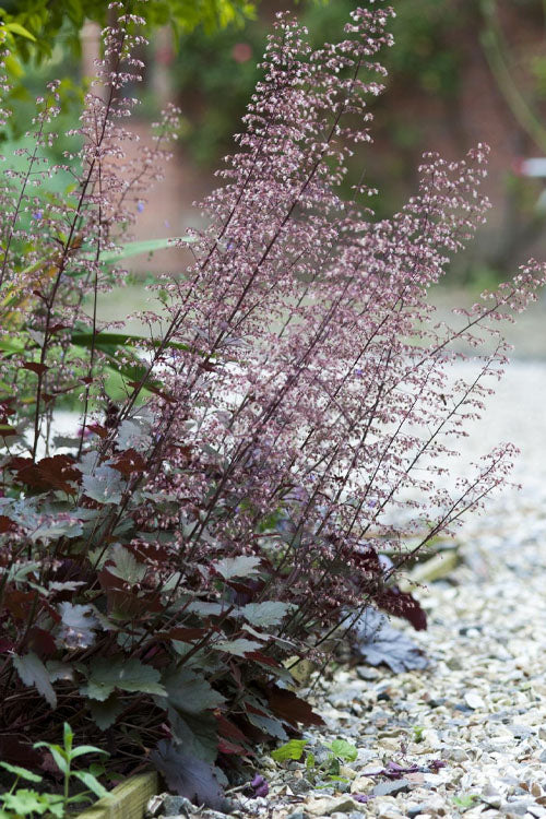  Palace Purple Heuchera (Coral Bells) - 1 Gallon Pot