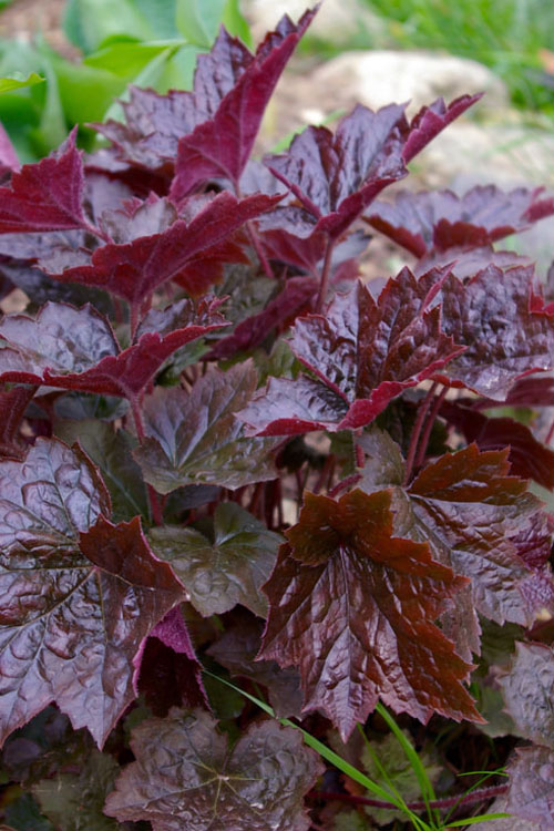  Palace Purple Heuchera (Coral Bells) - 1 Gallon Pot