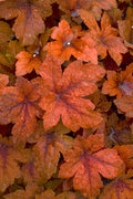  Pumpkin Spice Foamy Bells (Heucherella) - 1 Gallon Pot