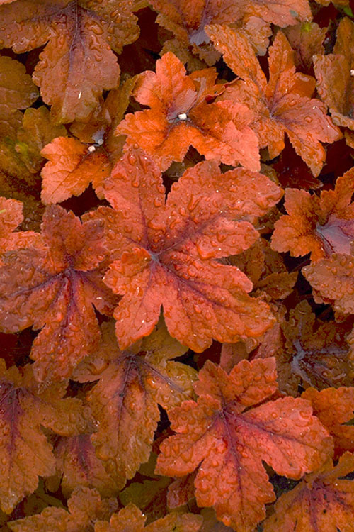  Pumpkin Spice Foamy Bells (Heucherella) - 1 Gallon Pot