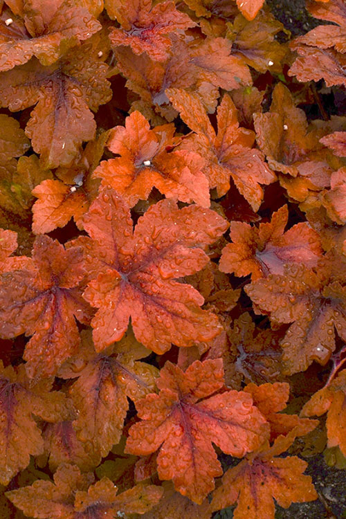  Pumpkin Spice Foamy Bells (Heucherella) - 1 Gallon Pot