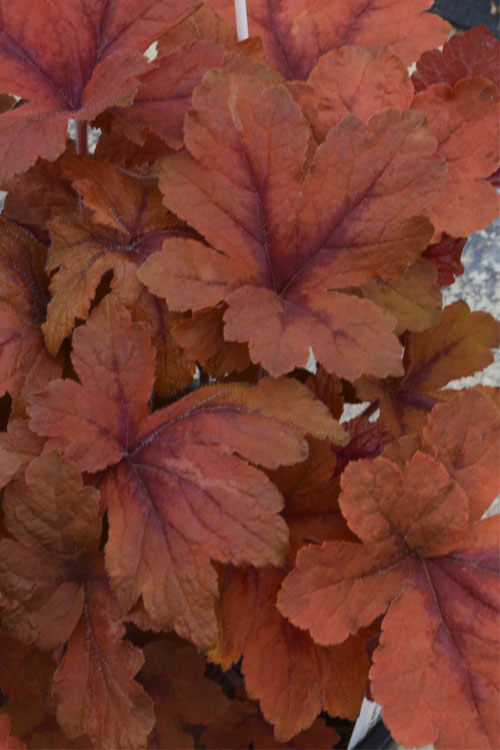  Pumpkin Spice Foamy Bells (Heucherella) - 1 Gallon Pot