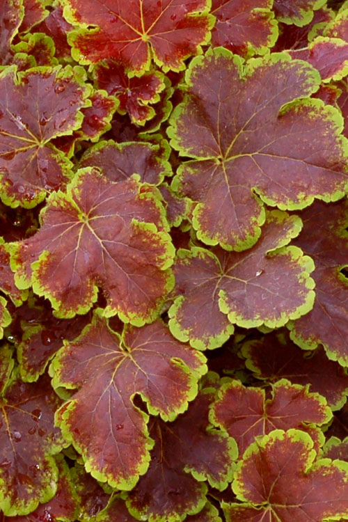  Solar Eclipse Heucherella (Foamy Bells) - 1 Gallon Pot