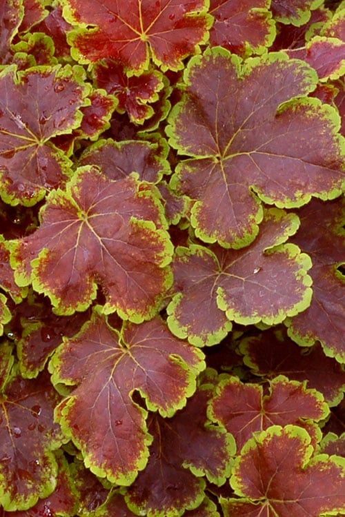  Solar Eclipse Heucherella (Foamy Bells) - 1 Gallon Pot