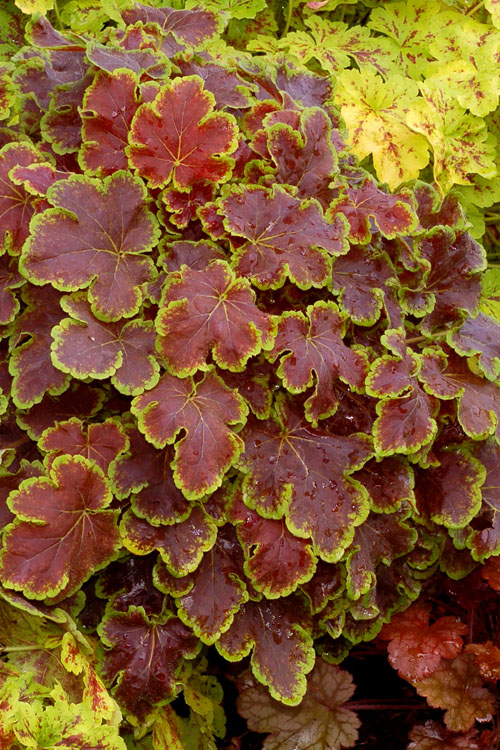  Solar Eclipse Heucherella (Foamy Bells) - 1 Gallon Pot