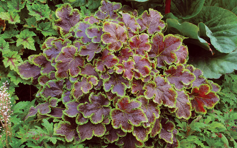  Solar Eclipse Heucherella (Foamy Bells) - 1 Gallon Pot