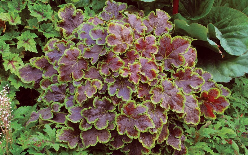  Solar Eclipse Heucherella (Foamy Bells) - 1 Gallon Pot