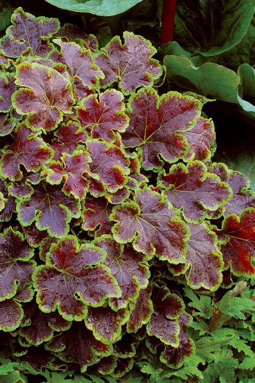  Solar Eclipse Heucherella (Foamy Bells) - 1 Gallon Pot
