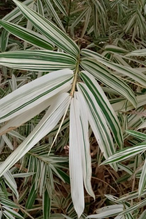  Shiroshima Variegated Bamboo (Hibanobambusa Tranquillans) - 2 Gallon Pot
