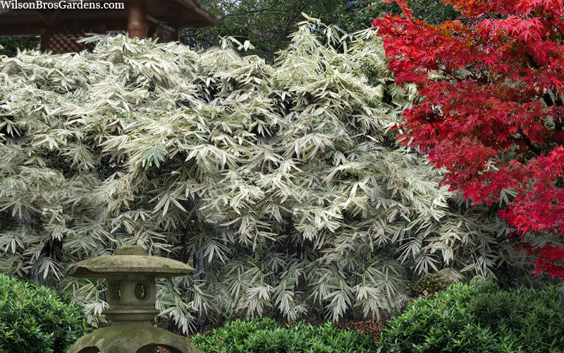  Shiroshima Variegated Bamboo (Hibanobambusa Tranquillans) - 2 Gallon Pot