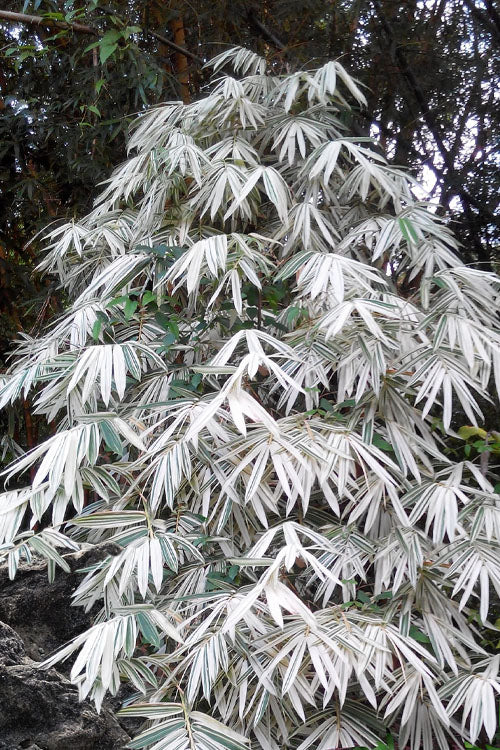  Shiroshima Variegated Bamboo (Hibanobambusa Tranquillans) - 2 Gallon Pot