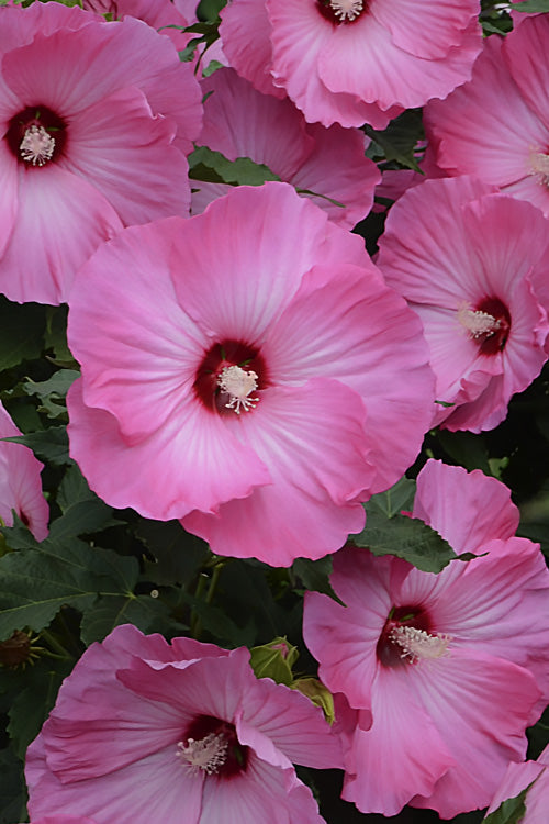  Airbrush Effect Hardy Hibiscus (Rose Mallow) - 1 Gallon Pot