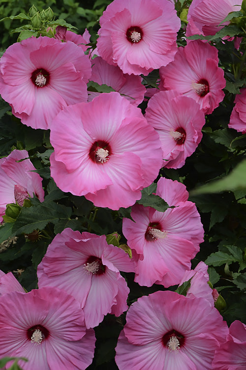  Airbrush Effect Hardy Hibiscus (Rose Mallow) - 6-Pack Of 1 Gallon Pots