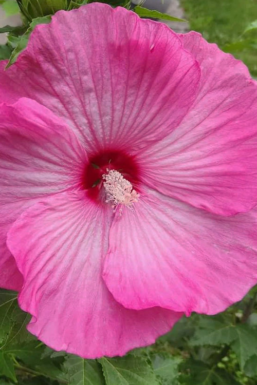  Airbrush Effect Hardy Hibiscus (Rose Mallow) - 1 Gallon Pot