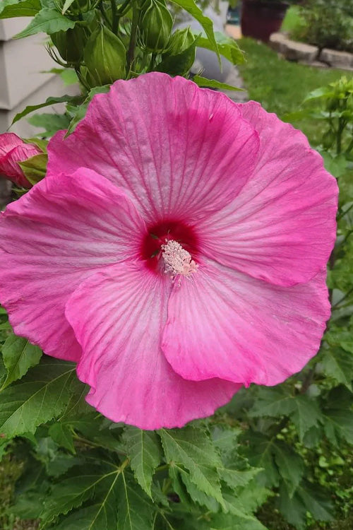  Airbrush Effect Hardy Hibiscus (Rose Mallow) - 6-Pack Of 1 Gallon Pots
