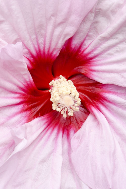  All Eyes On Me Hardy Hibiscus (Rose Mallow) - 1 Gallon Pot