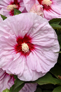  All Eyes On Me Hardy Hibiscus (Rose Mallow) - 1 Gallon Pot