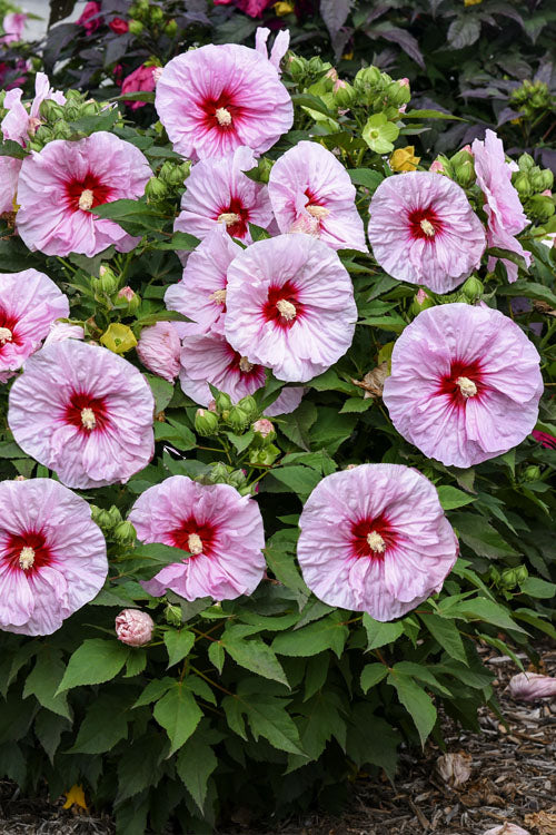  All Eyes On Me Hardy Hibiscus (Rose Mallow) - 1 Gallon Pot
