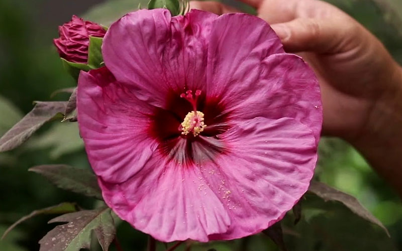  Summerific Berry Awesome Hibiscus (Rose Mallow) - 1 Gallon Pot