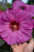  Summerific Berry Awesome Hibiscus (Rose Mallow) - 2 Gallon Pot