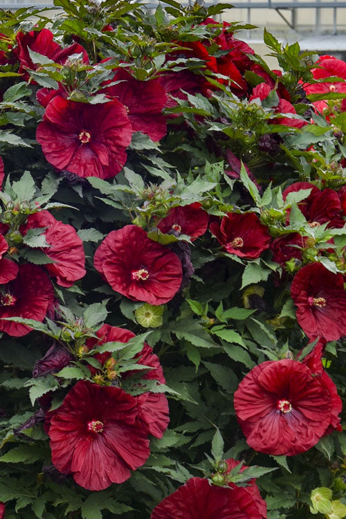  Blackberry Merlot Hardy Hibiscus - 1 Gallon Pot