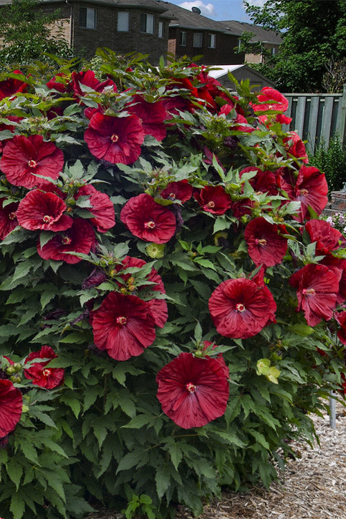  Blackberry Merlot Hardy Hibiscus - 1 Gallon Pot