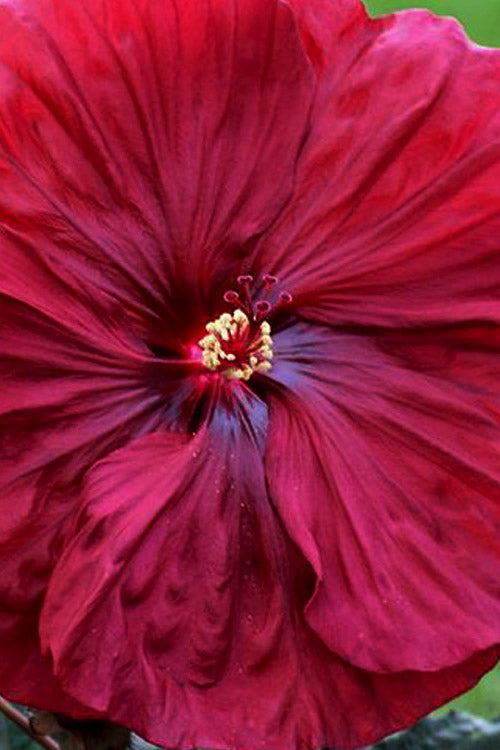  Blackberry Merlot Hardy Hibiscus - 1 Gallon Pot