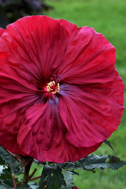  Blackberry Merlot Hardy Hibiscus - 1 Gallon Pot