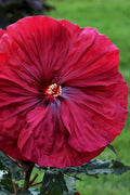  Blackberry Merlot Hardy Hibiscus - 1 Gallon Pot