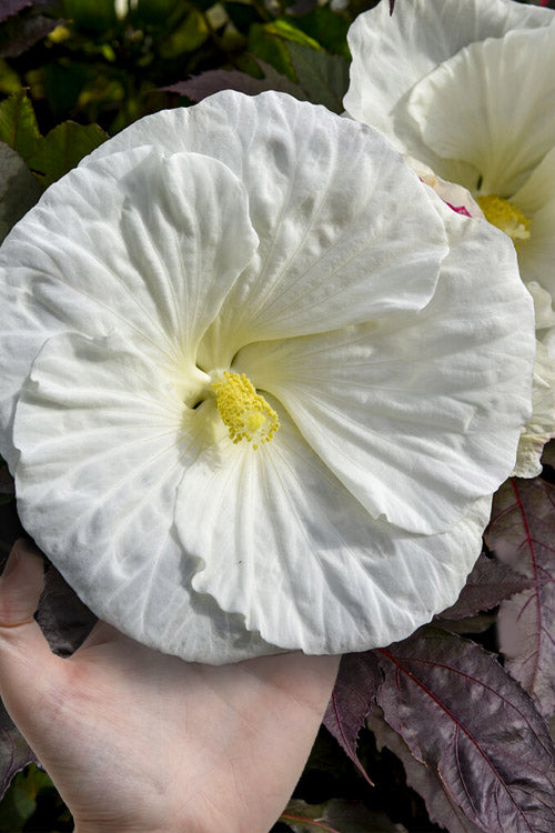  Cookies & Cream Hibiscus (Rose Mallow) - 1 Gallon Pot