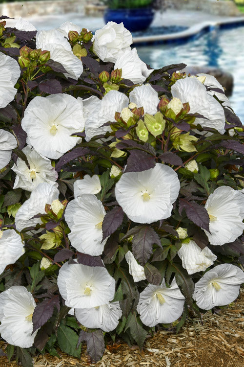  Cookies & Cream Hibiscus (Rose Mallow) - 1 Gallon Pot