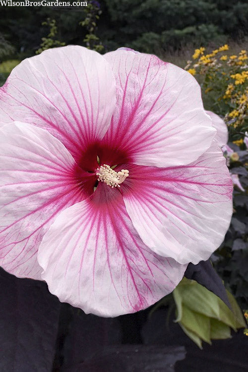  Dark Mystery Hardy Hibiscus (Rose Mallow) - 1 Gallon Pot