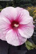  Dark Mystery Hardy Hibiscus (Rose Mallow) - 2 Gallon Pot