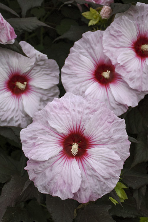 Dark Mystery Hardy Hibiscus (Rose Mallow) - 2 Gallon Pot