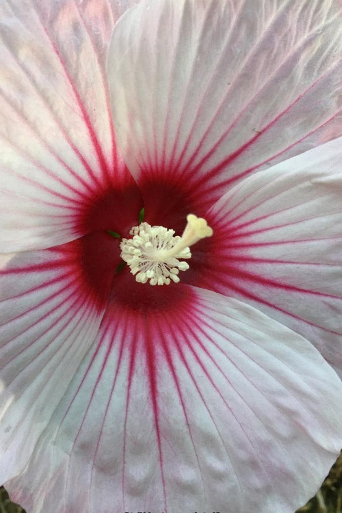  Dark Mystery Hardy Hibiscus (Rose Mallow) - 2 Gallon Pot