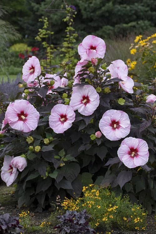  Dark Mystery Hardy Hibiscus (Rose Mallow) - 1 Gallon Pot