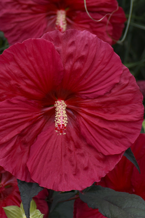  Mars Madness Hardy Hibiscus (Rose Mallow) - 2 Gallon Pot