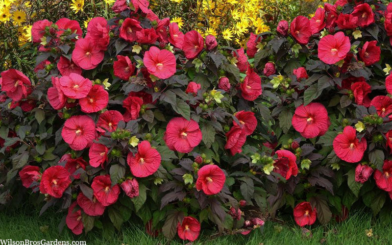  Mars Madness Hardy Hibiscus (Rose Mallow) - 2 Gallon Pot