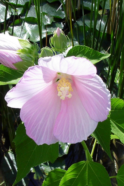  Rose Mallow Hardy Hibiscus (Hibiscus Moscheutos) - 2.5 Quart Pot