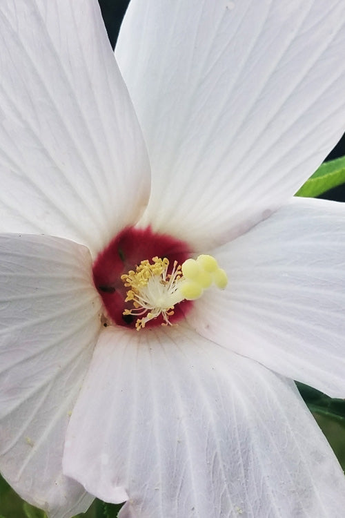  Rose Mallow Hardy Hibiscus (Hibiscus Moscheutos) - 6 Pack Of 2.5 Quart Pots