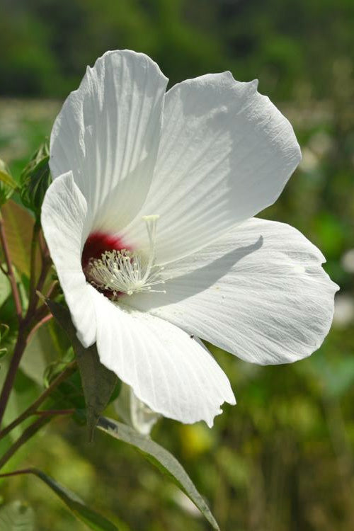  Rose Mallow Hardy Hibiscus (Hibiscus Moscheutos) - 6 Pack Of 2.5 Quart Pots
