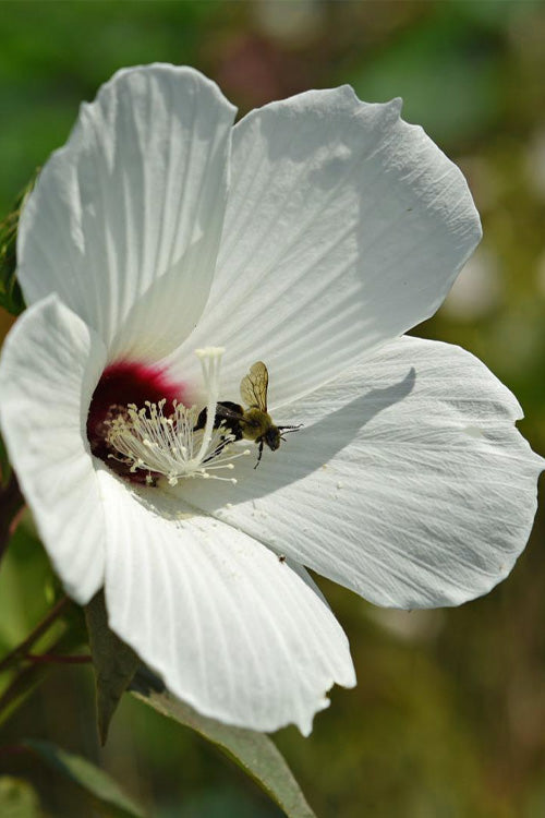  Rose Mallow Hardy Hibiscus (Hibiscus Moscheutos) - 2.5 Quart Pot