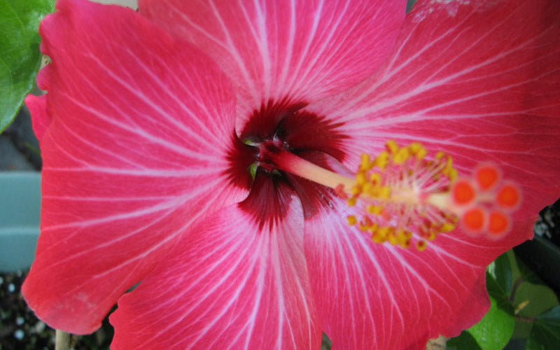  Painted Lady Tropical Hibiscus (Rose Mallow) - 3 Gallon Pot