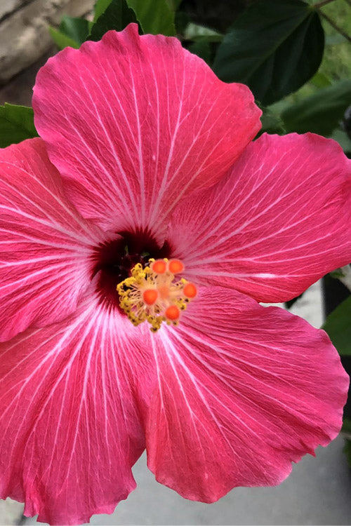  Painted Lady Tropical Hibiscus (Rose Mallow) - 3 Gallon Pot